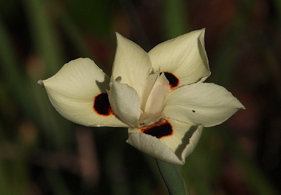 [This flower has four cream-colored petals on the outer ring and about a half dozen on the inner ring. It may be that some which appear in the photo to be on the inner ring are outer ring ones. Three of the outer ring petals have a burnt-color brown spot on them on the inner part of the petal.]